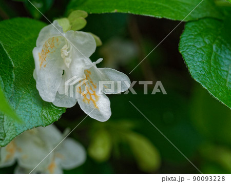 ツクバネウツギ開花 ツクバネウツギ開花 90093228