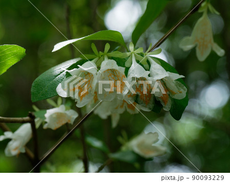 ツクバネウツギ開花 ツクバネウツギ開花 90093229