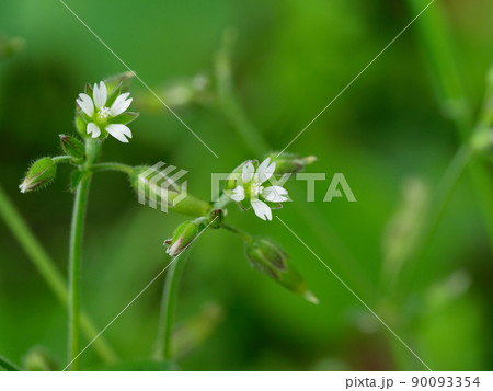 ナデシコ科ミミナグサの開花 90093354