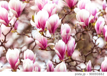 Spring floral background, beautiful bloomed light, pink magnolia flowers in a soft light, selective focus, nature concept Spring floral background, beautiful bloomed light, pink magnolia flowers in a soft light, selective focus, nature concept 90093662