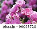 満開のピンクのバラの花 90093728