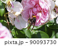 ピンクのバラの花とスズメバチ 90093730