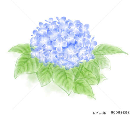 紫陽花(青) 紫陽花(青) 90093898