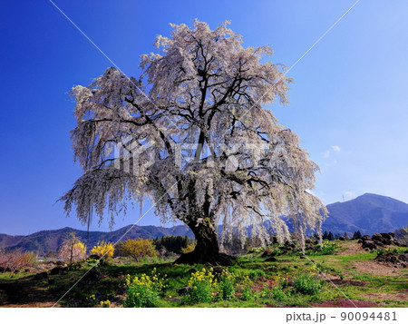 信州高山村 和美の桜 信州高山村 和美の桜 90094481