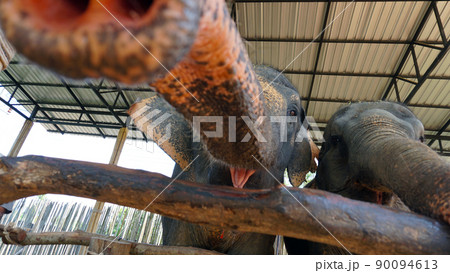Elephants try to sniff the camera with their trunk Elephants try to sniff the camera with their trunk 90094613