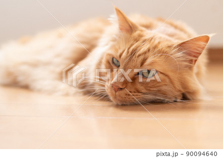 くつろぐ猫 茶トラ猫 くつろぐ猫 茶トラ猫 90094640