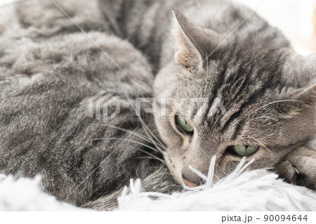 くつろぐ猫 サバトラ猫 くつろぐ猫 サバトラ猫 90094644