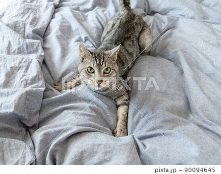 シーツの上の猫 サバトラ猫 シーツの上の猫 サバトラ猫 90094645