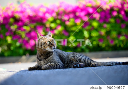 キジトラ猫 キジトラ猫 90094697