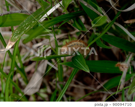 カレハガ科タケカレハ幼虫 90094710