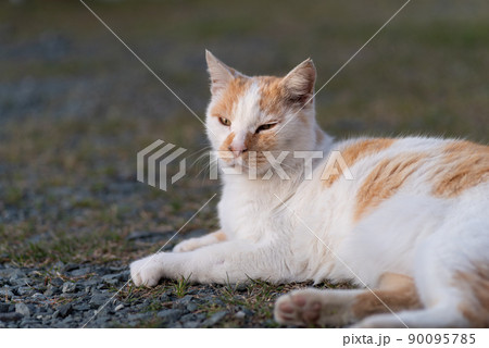くつろぐ猫　茶白猫 90095785