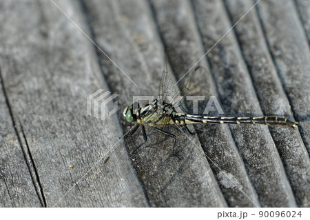 サナエトンボ科オグマサナエ 90096024
