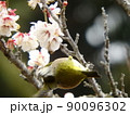 きれいな梅の花にメジロ　 90096302