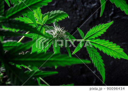 Flowering cannabis plants with vibrant green leaves and white stigmas Flowering cannabis plants with vibrant green leaves and white stigmas 90096434