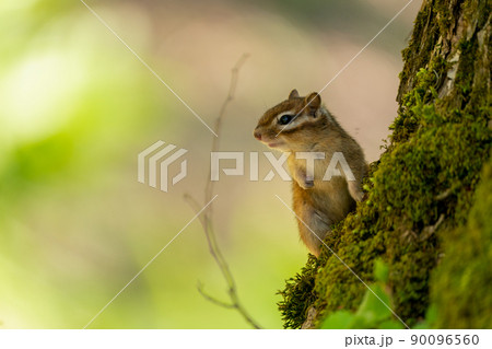 柔らかな日差しと森に住む北海道固有種のエゾシマリス 90096560