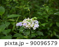 あじさい 90096579