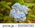 あじさい 90096580