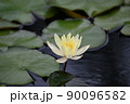 池 90096582
