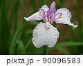 花菖蒲 90096583