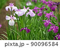 花菖蒲 90096584