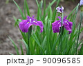 花菖蒲 90096585