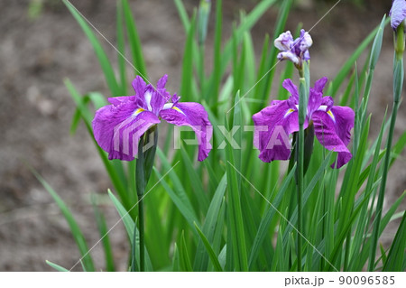花菖蒲 90096585
