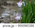 花菖蒲 90096586