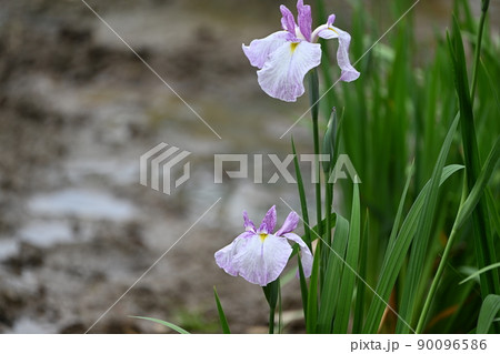 花菖蒲 花菖蒲 90096586