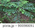 緑葉 90096691