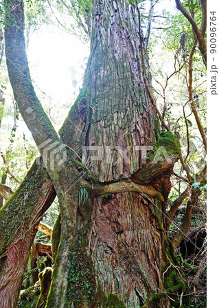 屋久島の原生林、ヤクスギランドの屋久杉 90096764