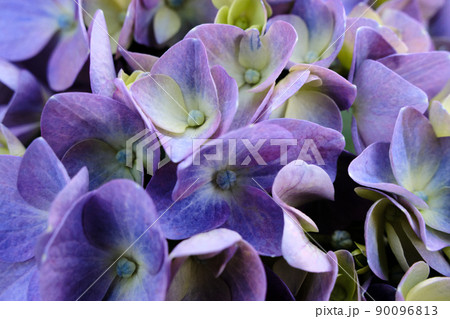 青紫色の紫陽花の花 クローズアップ 青紫色の紫陽花の花 クローズアップ 90096813
