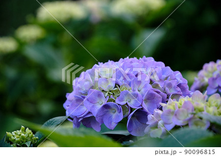 初夏に咲く青紫色の紫陽花の花 90096815