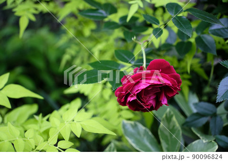 花壇に寂しくさく赤色のバラ 90096824
