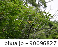 梅　 90096827
