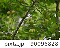 梅 90096828