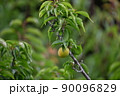 梅 90096829