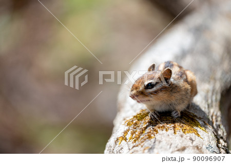 早春の倒木の上で日向ぼっこする北海道固有種のエゾシマリス 90096907