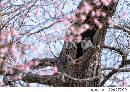 桜に囲まれ樹洞に静かに佇むエゾフクロウ 90097200
