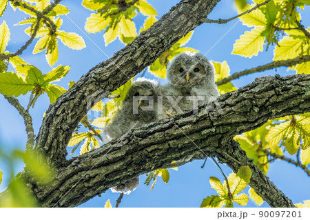 青空を背景に二羽で肩を寄せ合う仲良しの兄弟エゾフクロウの雛 青空を背景に二羽で肩を寄せ合う仲良しの兄弟エゾフクロウの雛 90097201