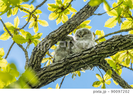 青空を背景に二羽で肩を寄せ合う仲良しの兄弟エゾフクロウの雛 青空を背景に二羽で肩を寄せ合う仲良しの兄弟エゾフクロウの雛 90097202
