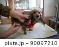トリミングサロンの小型犬 90097210