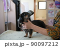 トリミングサロンの小型犬 90097212
