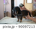 トリミングサロンの小型犬 90097213