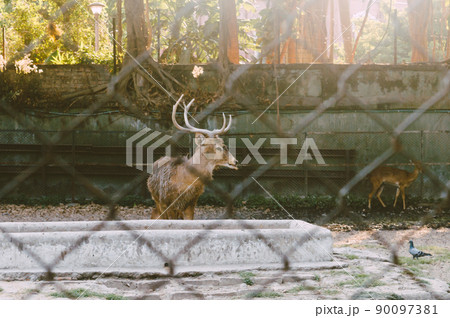 A Barking Deer in a park. View through fence. Animals in captivity. 90097381