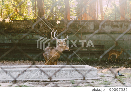 A Barking Deer in a park. View through fence. Animals in captivity. 90097382
