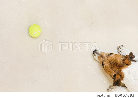 View from top on dog lying on floor and looking at tennis ball 90097693