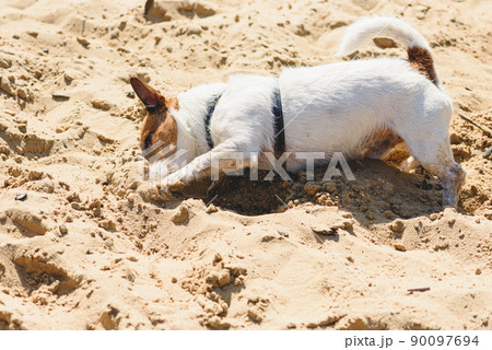Dog walking at sand beach digging hole to cool down on hot sunny day 90097694