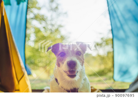 Happy dog waking up owner in capming tent on sunny morning Happy dog waking up owner in capming tent on sunny morning 90097695