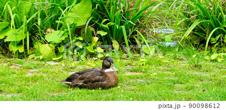 Duck rests on a green lawn on the lake shore on a sunny day. Wide photo. 90098612