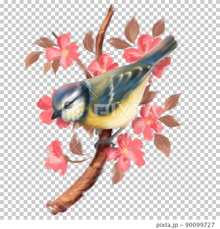 Titmouse bird on floral branch. Isolated on white. 90099727